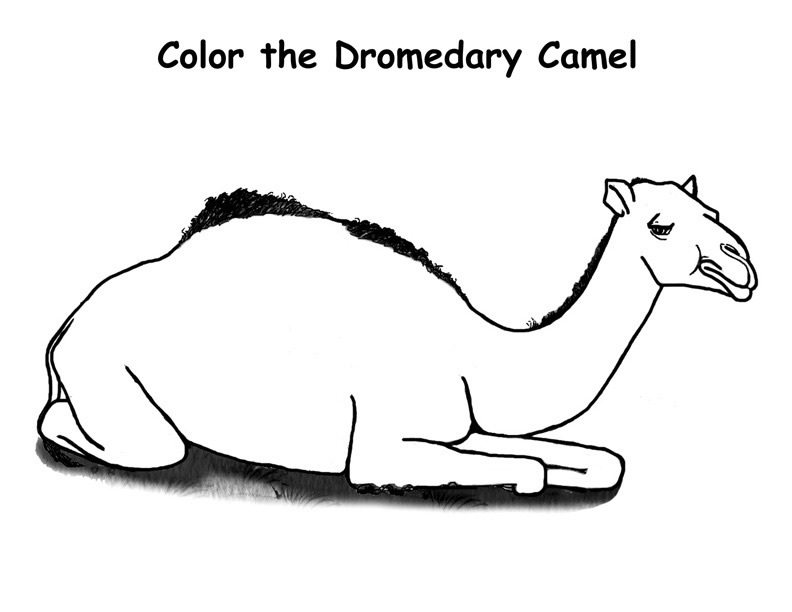 Página para colorir: Dromedário (animais) #5921 - Páginas para Colorir Imprimíveis Gratuitamente