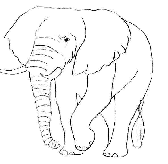 Página para colorir: Elefante (animais) #6316 - Páginas para Colorir Imprimíveis Gratuitamente
