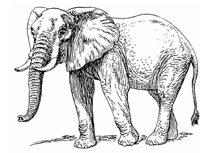 Página para colorir: Elefante (animais) #6389 - Páginas para Colorir Imprimíveis Gratuitamente