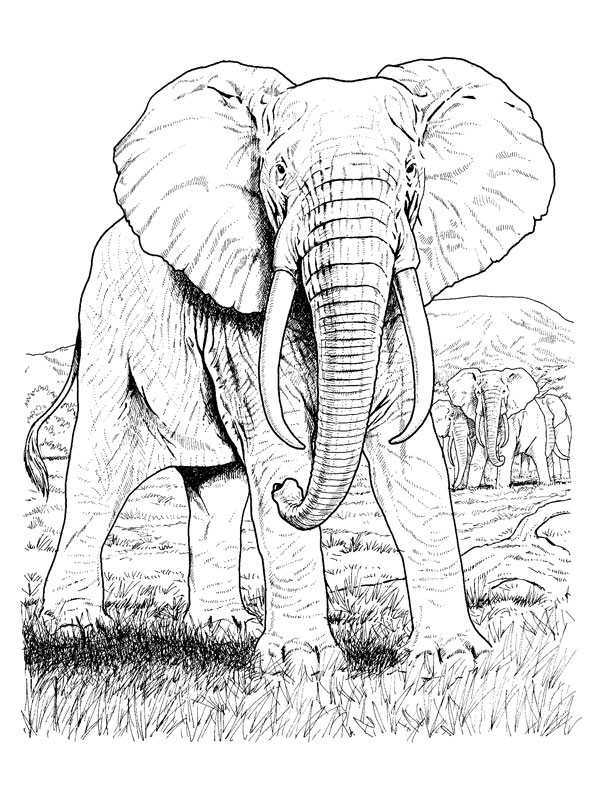 Página para colorir: Elefante (animais) #6395 - Páginas para Colorir Imprimíveis Gratuitamente