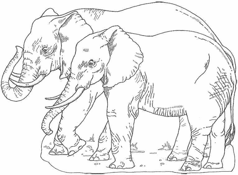 Página para colorir: Elefante (animais) #6486 - Páginas para Colorir Imprimíveis Gratuitamente