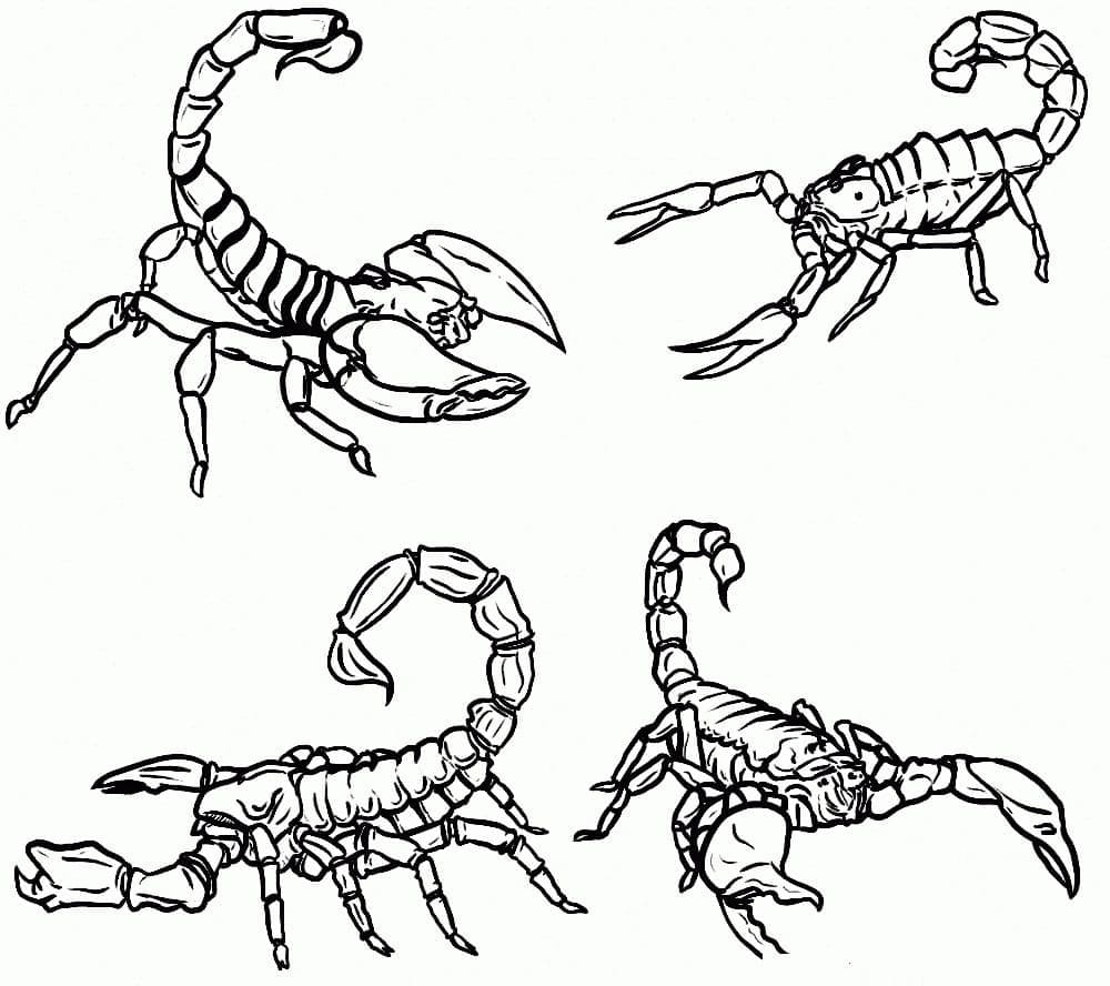 Desenho de Escorpião #209586 para colorir, da coleção Animais, imprimível grátis Desenho de Escorpião #209586 para colorir, da coleção Animais, imprimível grátis