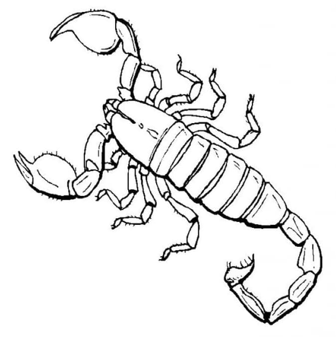 Imagem para colorir de Escorpião #209589 da nossa coleção Animais, fácil de imprimir Imagem para colorir de Escorpião #209589 da nossa coleção Animais, fácil de imprimir