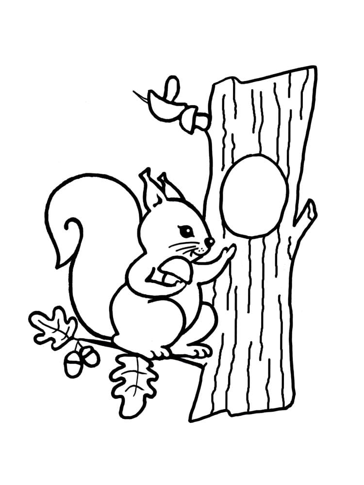 Desenho gratuito Esquilo #177460 da colecao Animais para imprimir