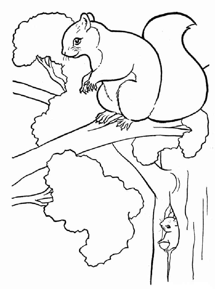 Desenho gratuito Esquilo #177483 da colecao Animais para imprimir