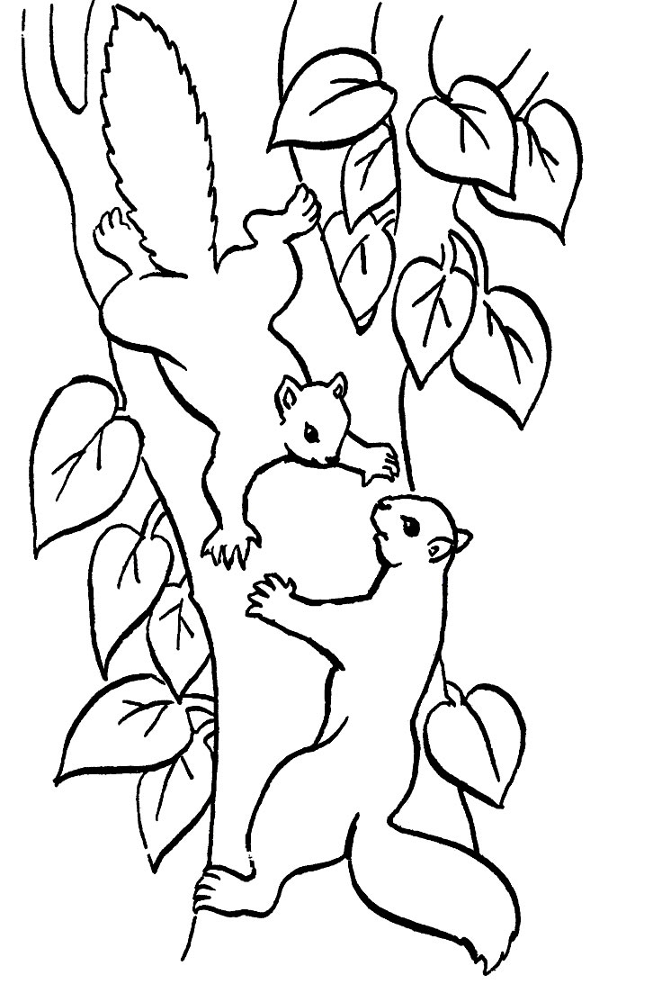 Página para colorir: Esquilo (animais) #6104 - Páginas para Colorir Imprimíveis Gratuitamente