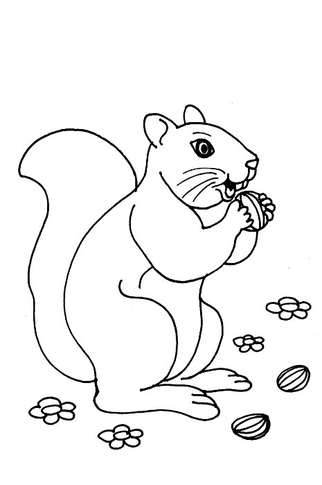 Página para colorir: Esquilo (animais) #6106 - Páginas para Colorir Imprimíveis Gratuitamente