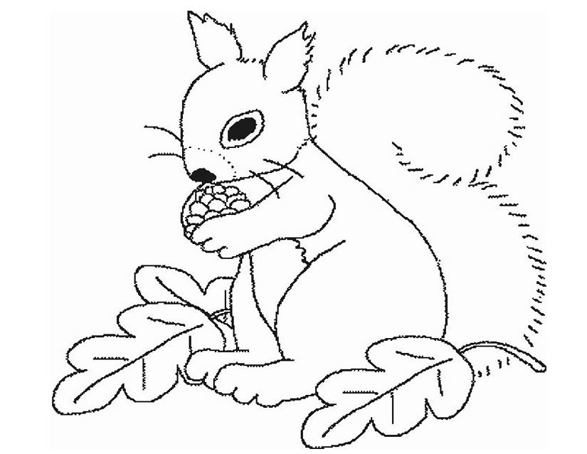 Página para colorir: Esquilo (animais) #6128 - Páginas para Colorir Imprimíveis Gratuitamente