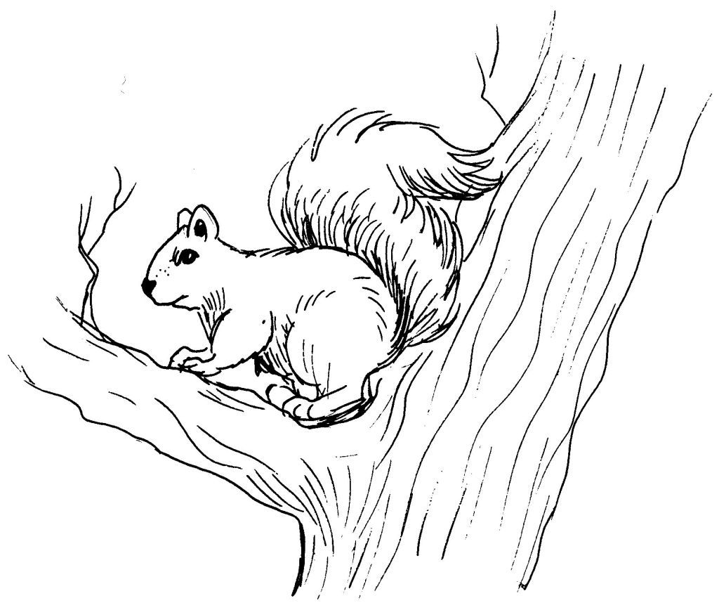 Página para colorir: Esquilo (animais) #6154 - Páginas para Colorir Imprimíveis Gratuitamente