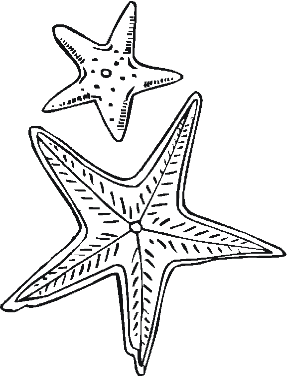 Página para colorir: Estrela do Mar (animais) #6708 - Páginas para Colorir Imprimíveis Gratuitamente