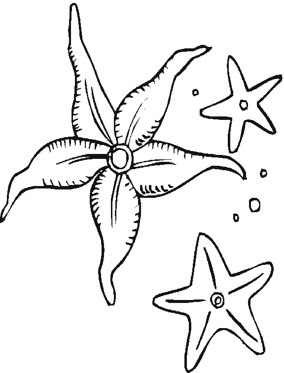 Página para colorir: Estrela do Mar (animais) #6709 - Páginas para Colorir Imprimíveis Gratuitamente