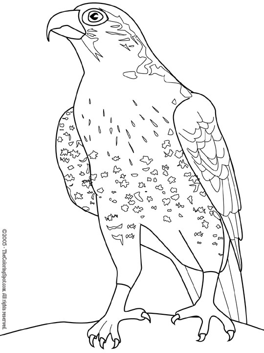 Página para colorir: Falcão (animais) #6821 - Páginas para Colorir Imprimíveis Gratuitamente