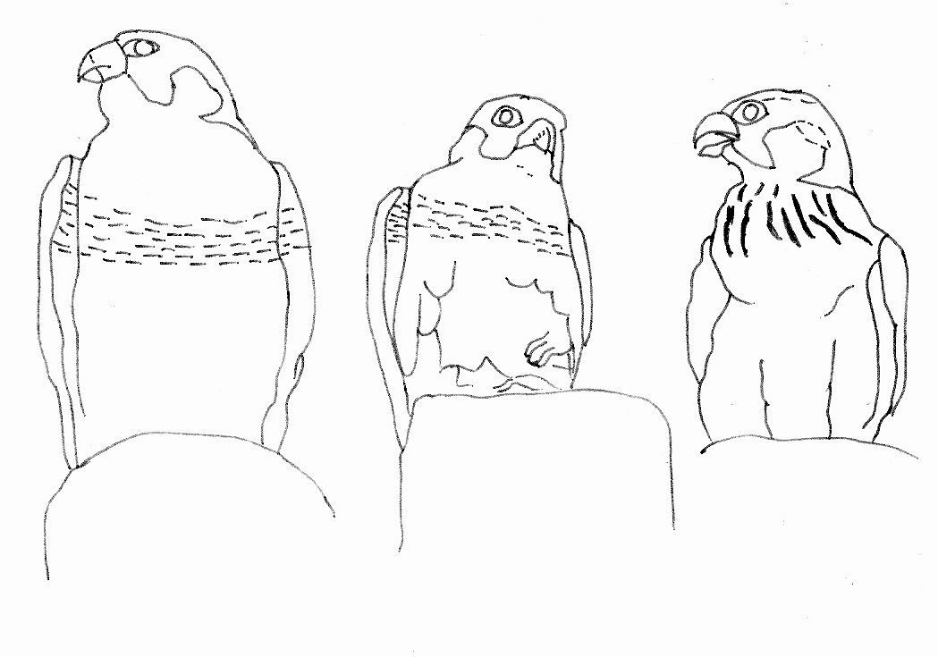 Página para colorir: Falcão (animais) #6852 - Páginas para Colorir Imprimíveis Gratuitamente