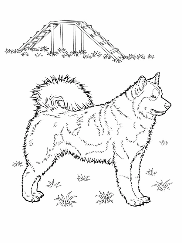 Desenho de Filhote de husky em pé perto de uma ponte de madeira para colorir
