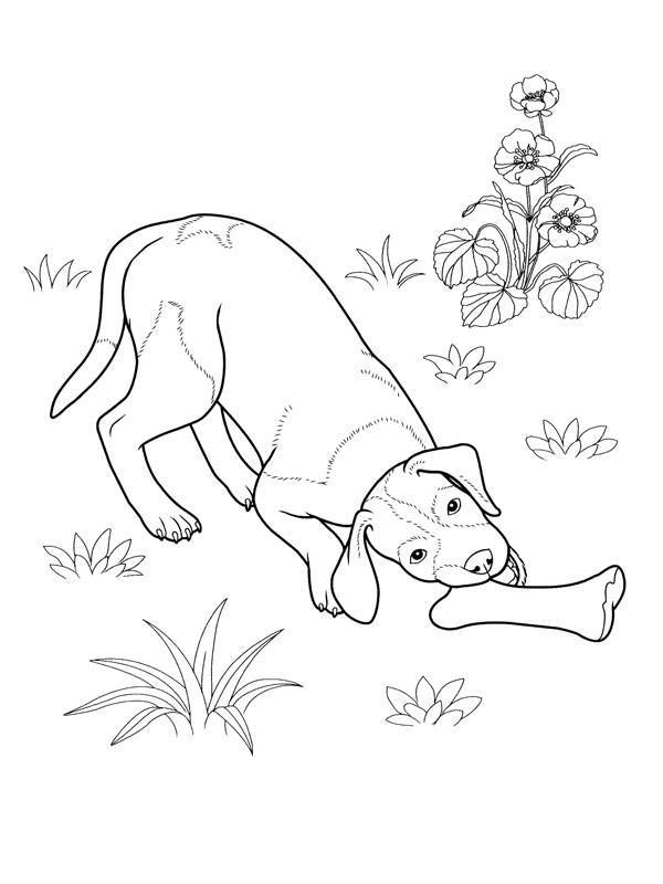Página para colorir: Filhote de cachorro (animais) #2940 - Páginas para Colorir Imprimíveis Gratuitamente