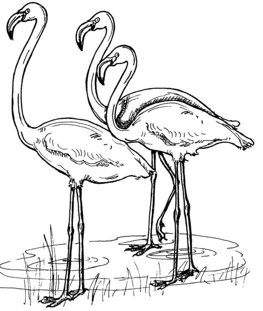 Desenho gratuito Flamingo Rosa #198752 da colecao Animais para imprimir