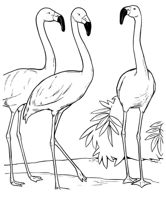 Desenho gratuito Flamingo Rosa #198757 da colecao Animais para imprimir