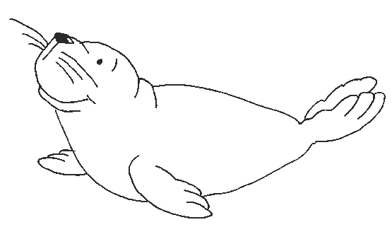 Desenho gratuito Foca #16269 da colecao Animais para imprimir