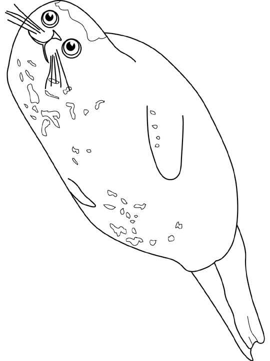 Linda página de Foca #16307 para colorir, da coleção Animais, baixe grátis