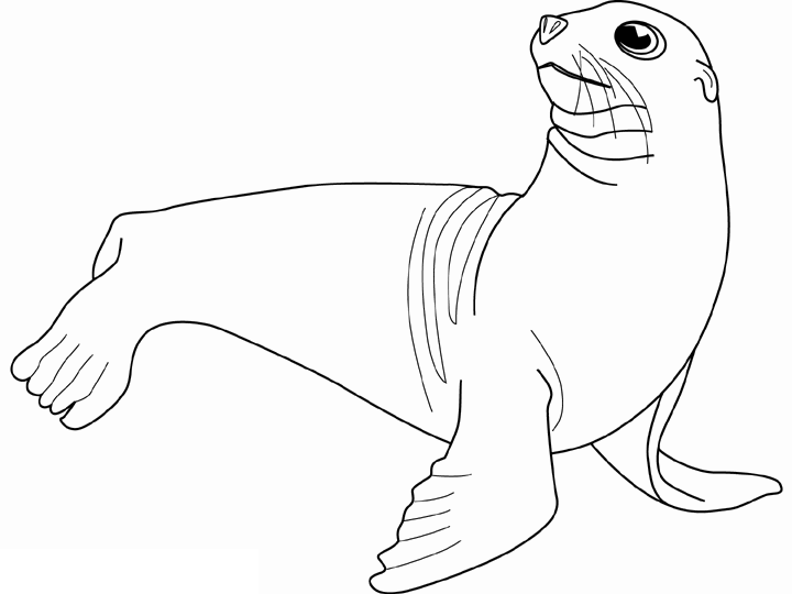 Desenho gratuito Foca #16314 da colecao Animais para imprimir