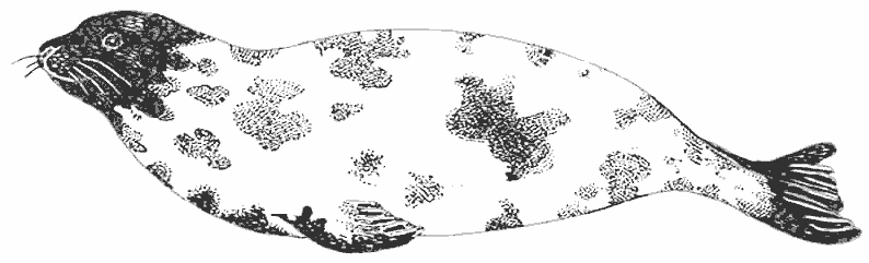 Linda página de Foca #16339 para colorir, da coleção Animais, baixe grátis