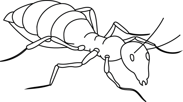 Página para colorir: Formiga (animais) #6918 - Páginas para Colorir Imprimíveis Gratuitamente