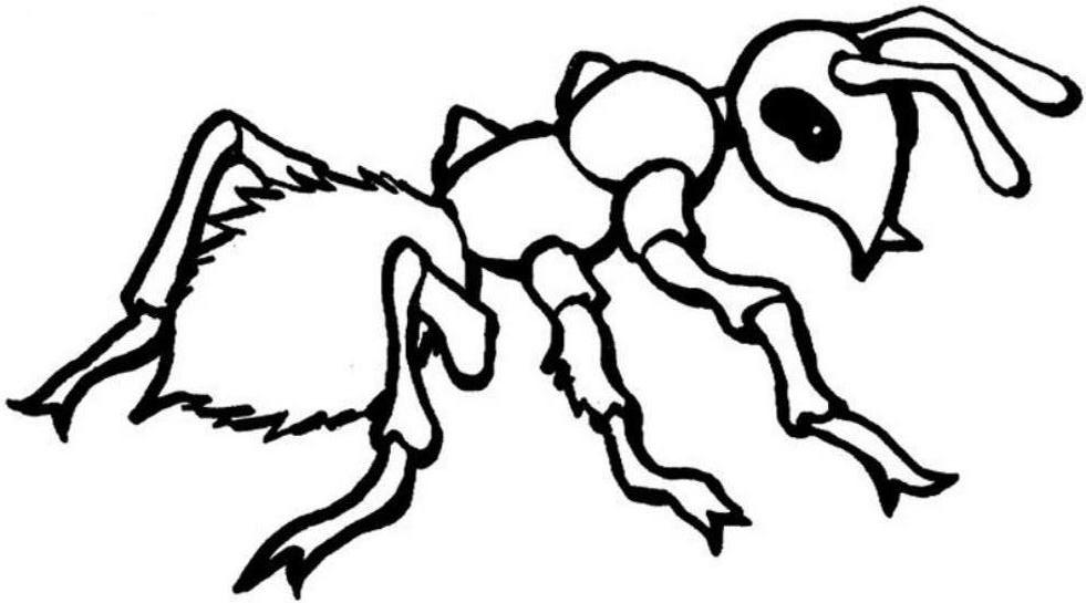Página para colorir: Formiga (animais) #7085 - Páginas para Colorir Imprimíveis Gratuitamente