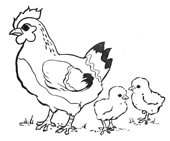 Página para colorir: Frango (animais) #17229 - Páginas para Colorir Imprimíveis Gratuitamente