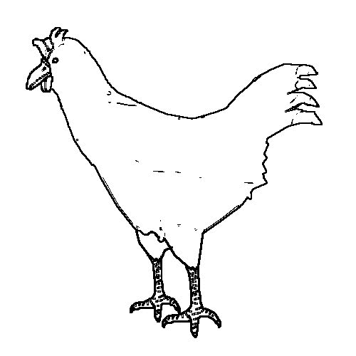 Página para colorir: Frango (animais) #17377 - Páginas para Colorir Imprimíveis Gratuitamente