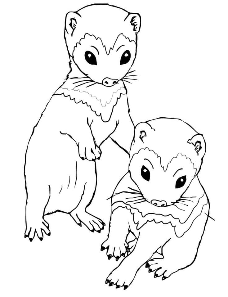 Página para colorir: Furão (Animais) #205384 - Páginas para Colorir Imprimíveis Gratuitamente