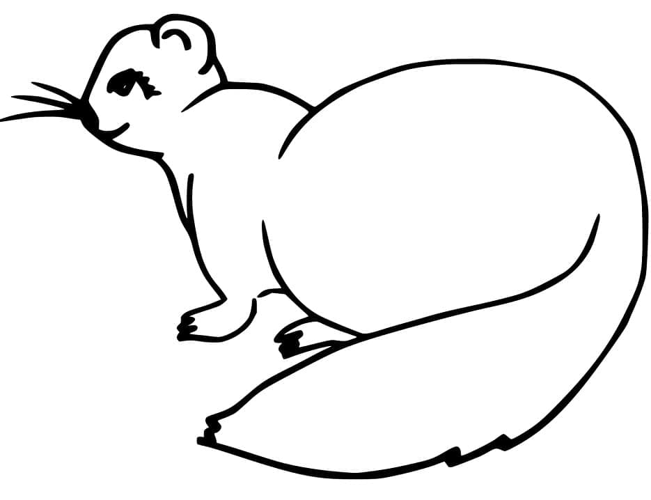 Página para colorir: Furão (Animais) #205387 - Páginas para Colorir Imprimíveis Gratuitamente