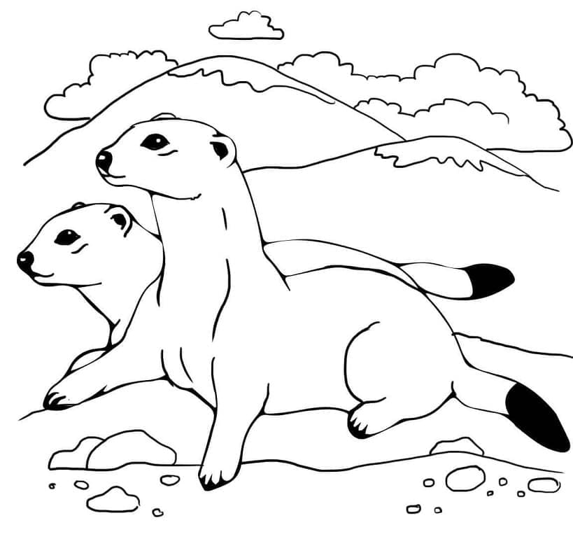 Página para colorir: Furão (Animais) #205388 - Páginas para Colorir Imprimíveis Gratuitamente
