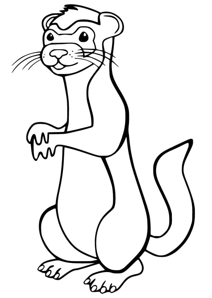 Página para colorir: Furão (Animais) #205390 - Páginas para Colorir Imprimíveis Gratuitamente