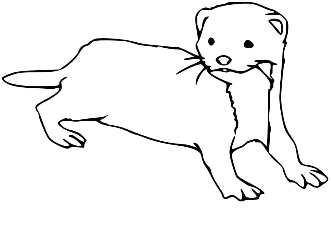 Página para colorir: Furão (Animais) #205391 - Páginas para Colorir Imprimíveis Gratuitamente