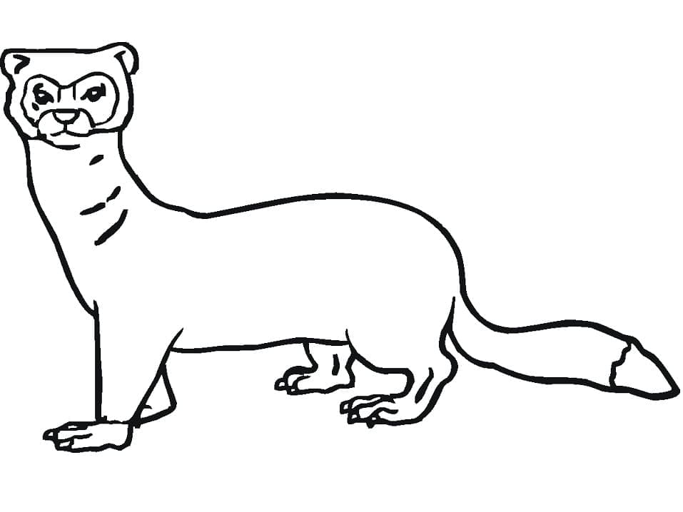 Página para colorir: Furão (Animais) #205393 - Páginas para Colorir Imprimíveis Gratuitamente