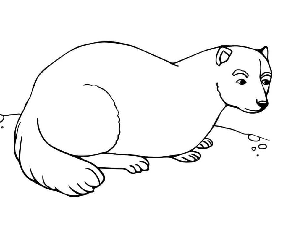 Página para colorir: Furão (Animais) #205395 - Páginas para Colorir Imprimíveis Gratuitamente
