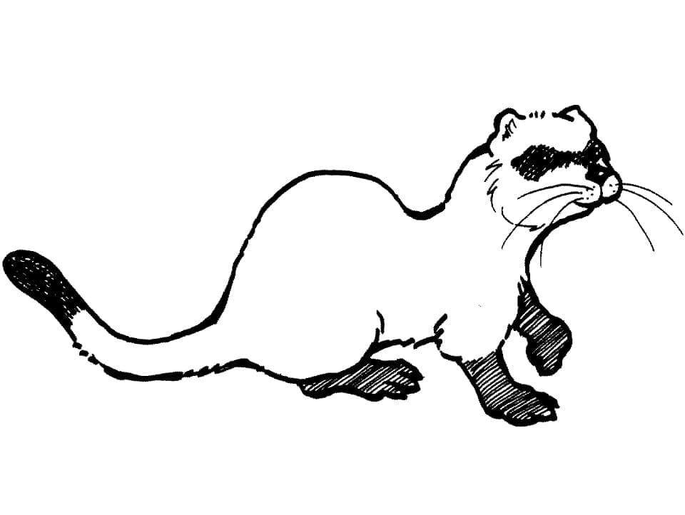 Página para colorir: Furão (Animais) #205397 - Páginas para Colorir Imprimíveis Gratuitamente