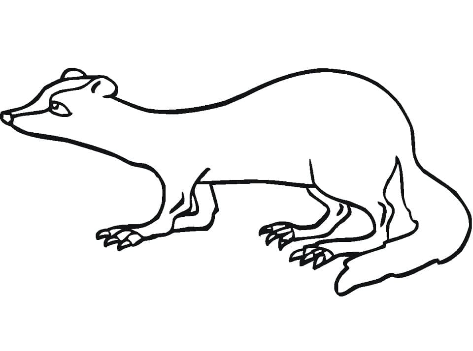 Página para colorir: Furão (Animais) #205398 - Páginas para Colorir Imprimíveis Gratuitamente