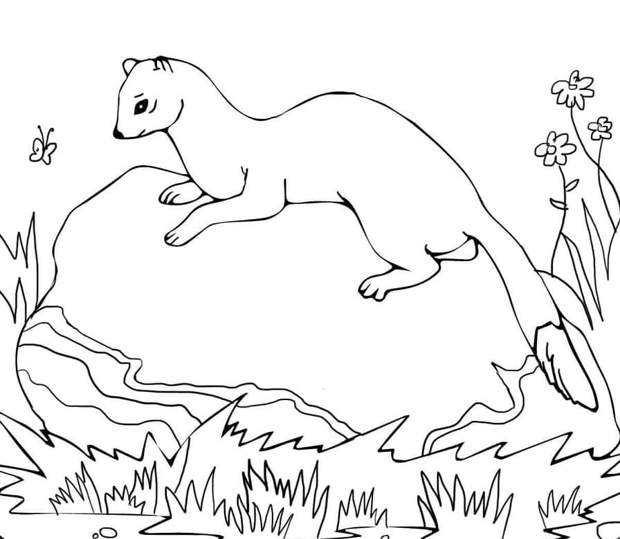 Página para colorir: Furão (Animais) #205404 - Páginas para Colorir Imprimíveis Gratuitamente