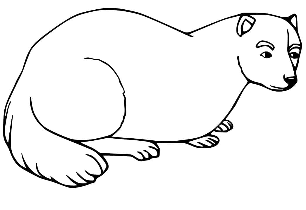 Página para colorir: Furão (Animais) #205407 - Páginas para Colorir Imprimíveis Gratuitamente
