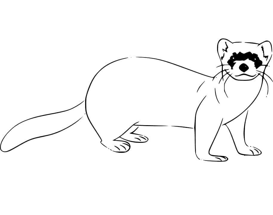 Página para colorir: Furão (Animais) #205409 - Páginas para Colorir Imprimíveis Gratuitamente