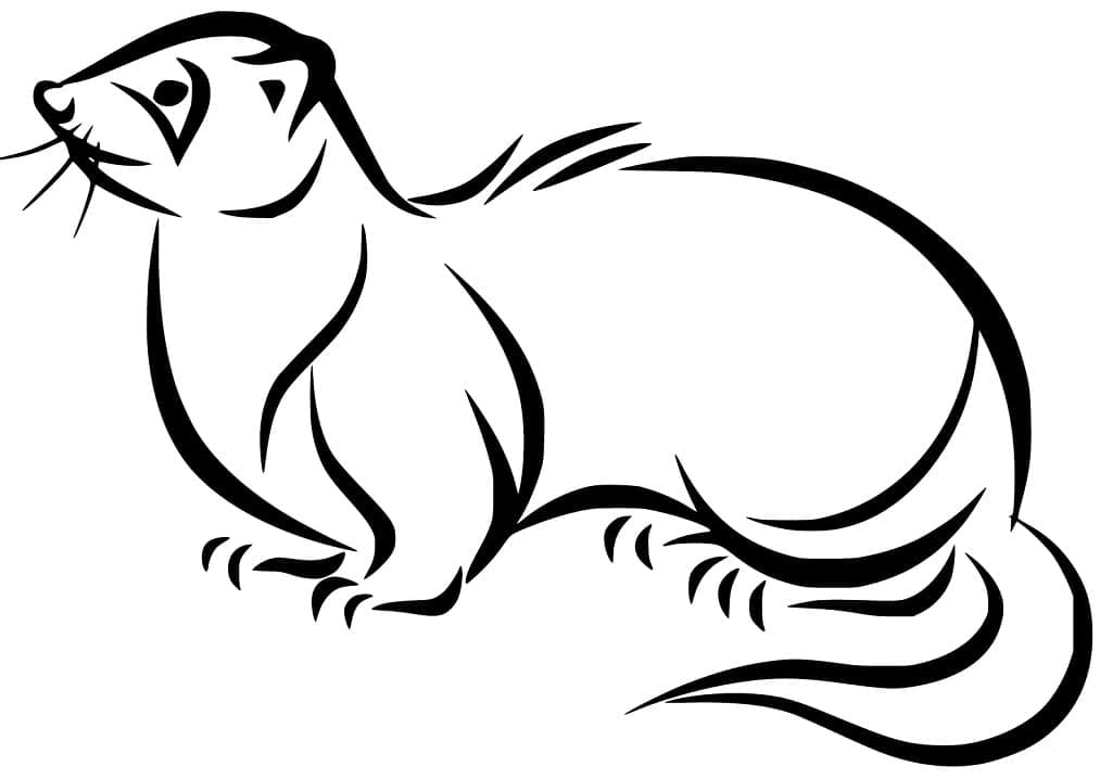 Página para colorir: Furão (Animais) #205410 - Páginas para Colorir Imprimíveis Gratuitamente