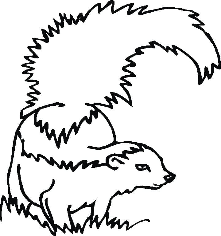 Desenho gratuito Gambá #205299 da colecao Animais para imprimir