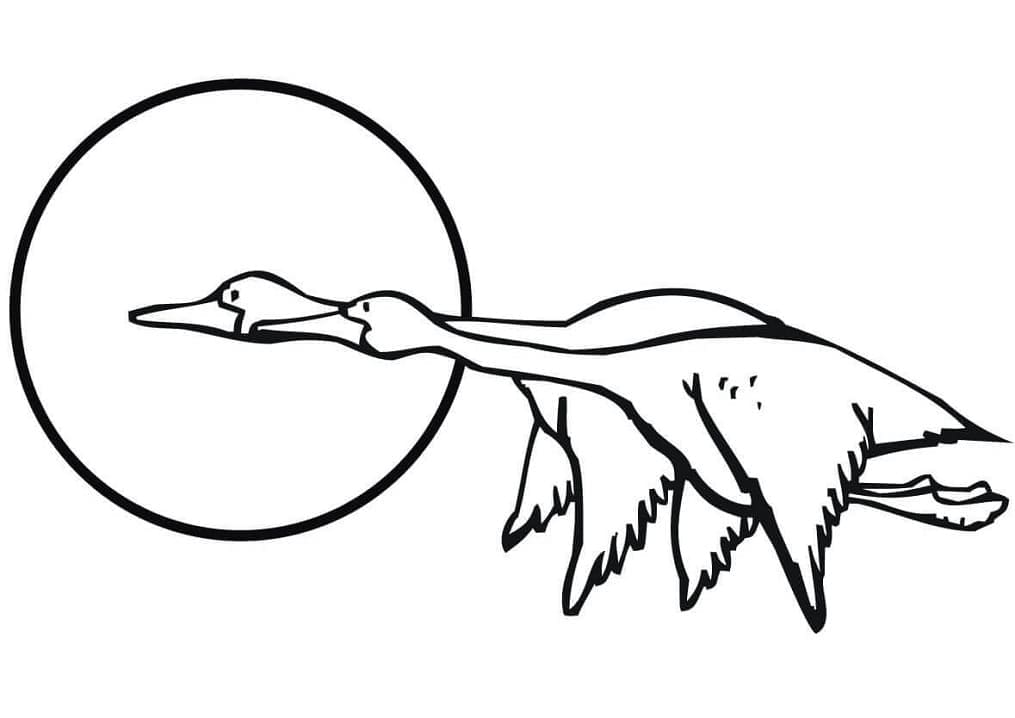 Ilustração de Ganso #188120 para colorir, parte da coleção Animais