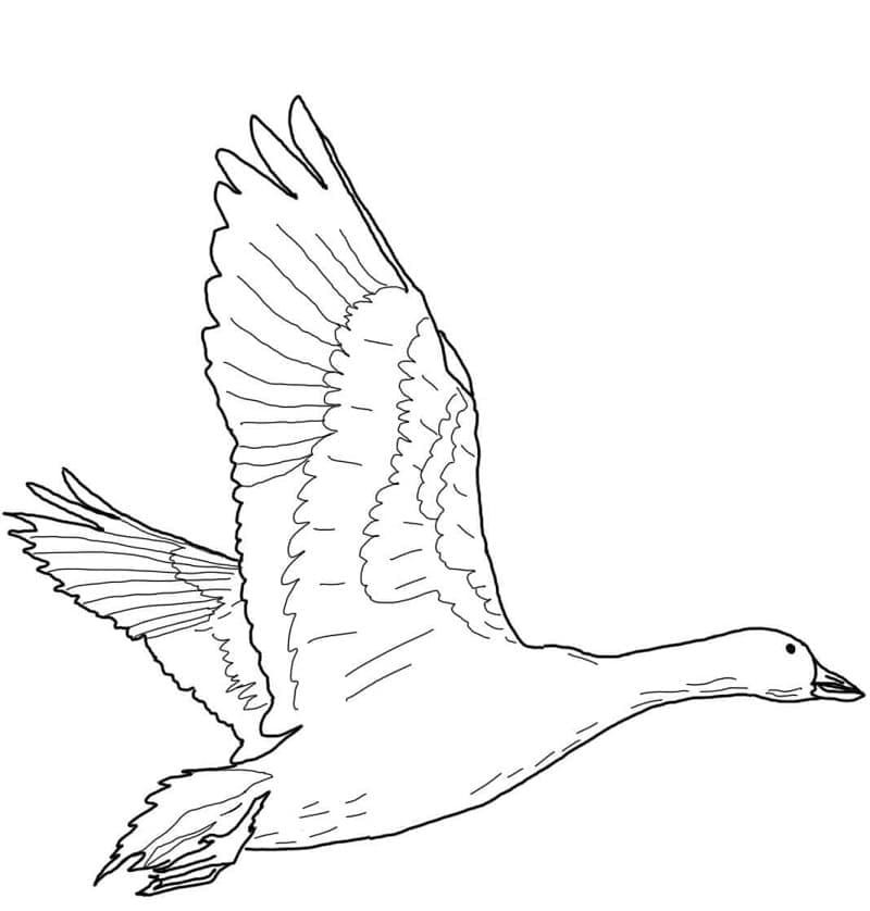 Desenho gratuito Ganso #188128 da colecao Animais para imprimir