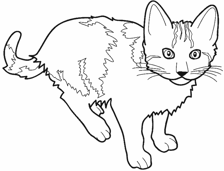 Página para colorir: Gatinho (animais) #18033 - Páginas para Colorir Imprimíveis Gratuitamente