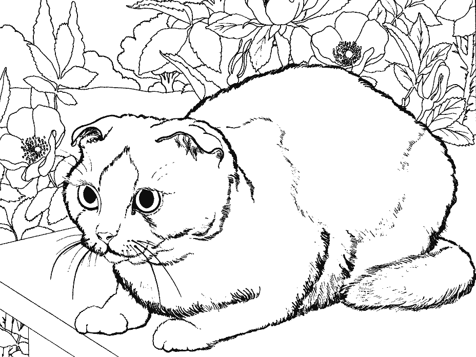 Página para colorir: Gatinho (animais) #18135 - Páginas para Colorir Imprimíveis Gratuitamente