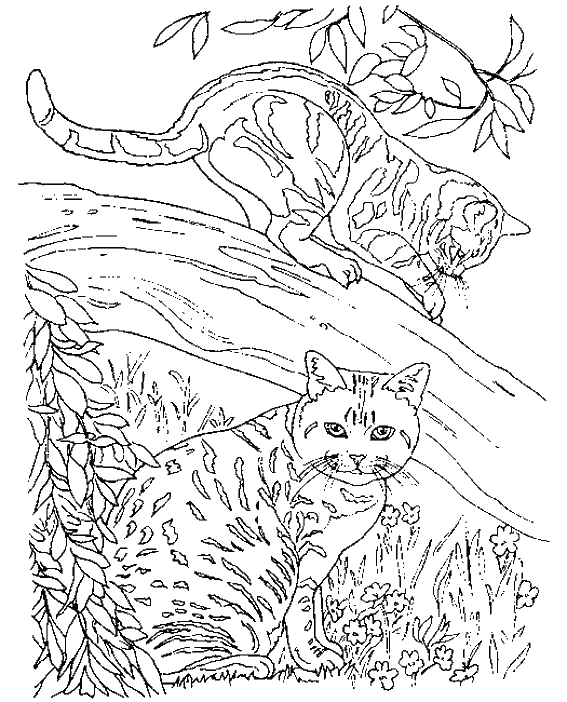 Página para colorir: Gatinho (animais) #18146 - Páginas para Colorir Imprimíveis Gratuitamente