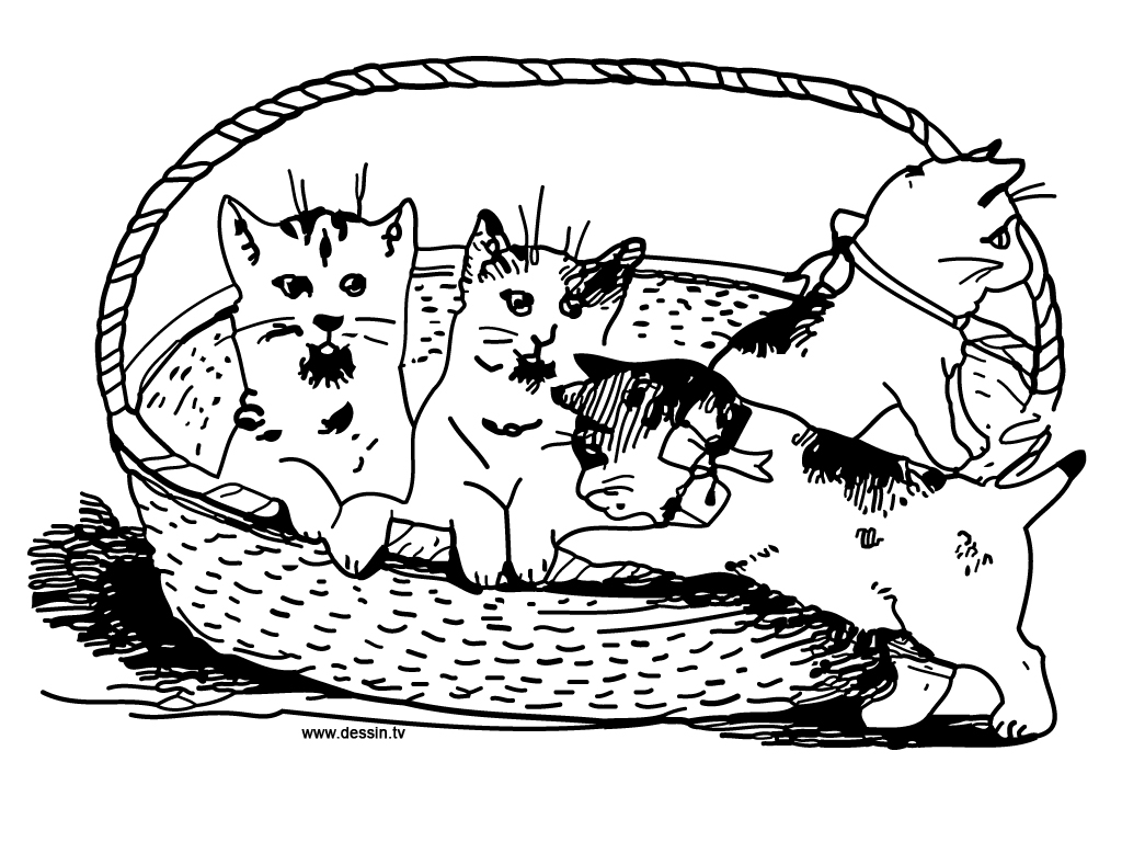 Página para colorir: Gatinho (animais) #18188 - Páginas para Colorir Imprimíveis Gratuitamente