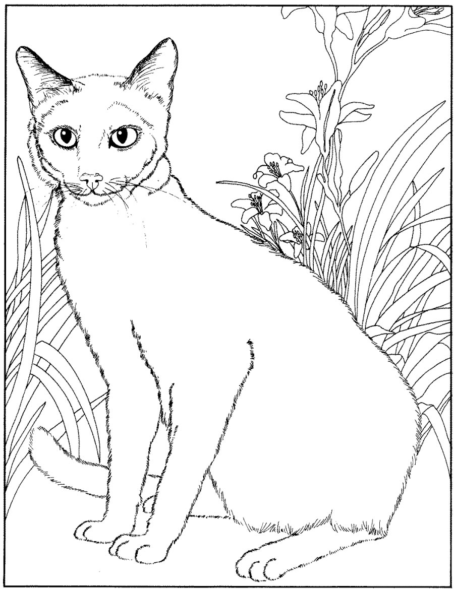 Página para colorir: Gatinho (animais) #18205 - Páginas para Colorir Imprimíveis Gratuitamente